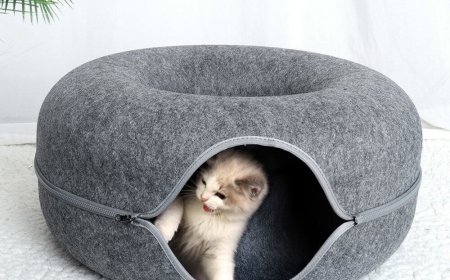 How a Cat Tunnel Bed Can Reduce Stress and Boost Feline Wellbeing