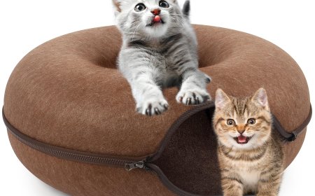 The Cat Donut Tunnel That’s Blowing Up Among Pet Parents in 2025