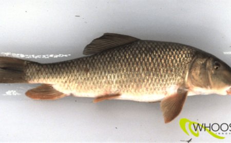 Can a Fish Cannon Be Used to Safely Transport Salmon?