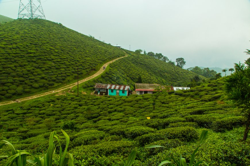 Darjeeling Trip Planner: Where to Stay, What to Eat, and What to Explore