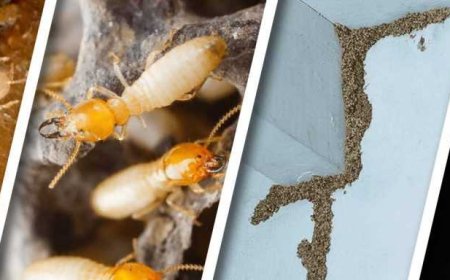 Queens Exterminator Tips: Hidden Termite Damage Can Wreck Your Home
