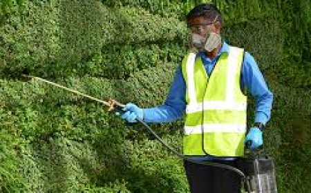 Trusted Pest Control Services in Dubai Explained