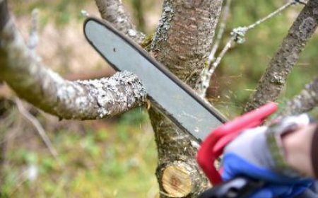 Land Clearing Services: The First Step Toward Land Transformation